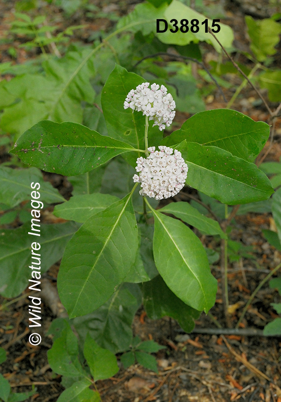 Asclepias variegata White Milkweed